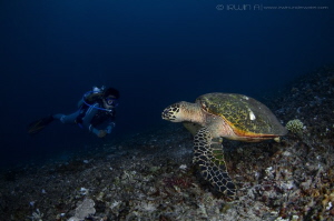 Talk to me..
Green sea turtle (Chelonia mydas)
Lombok (... by Irwin Ang 